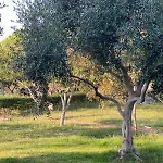 Villa Rubin-cosy With A Garden & Patio Durrës